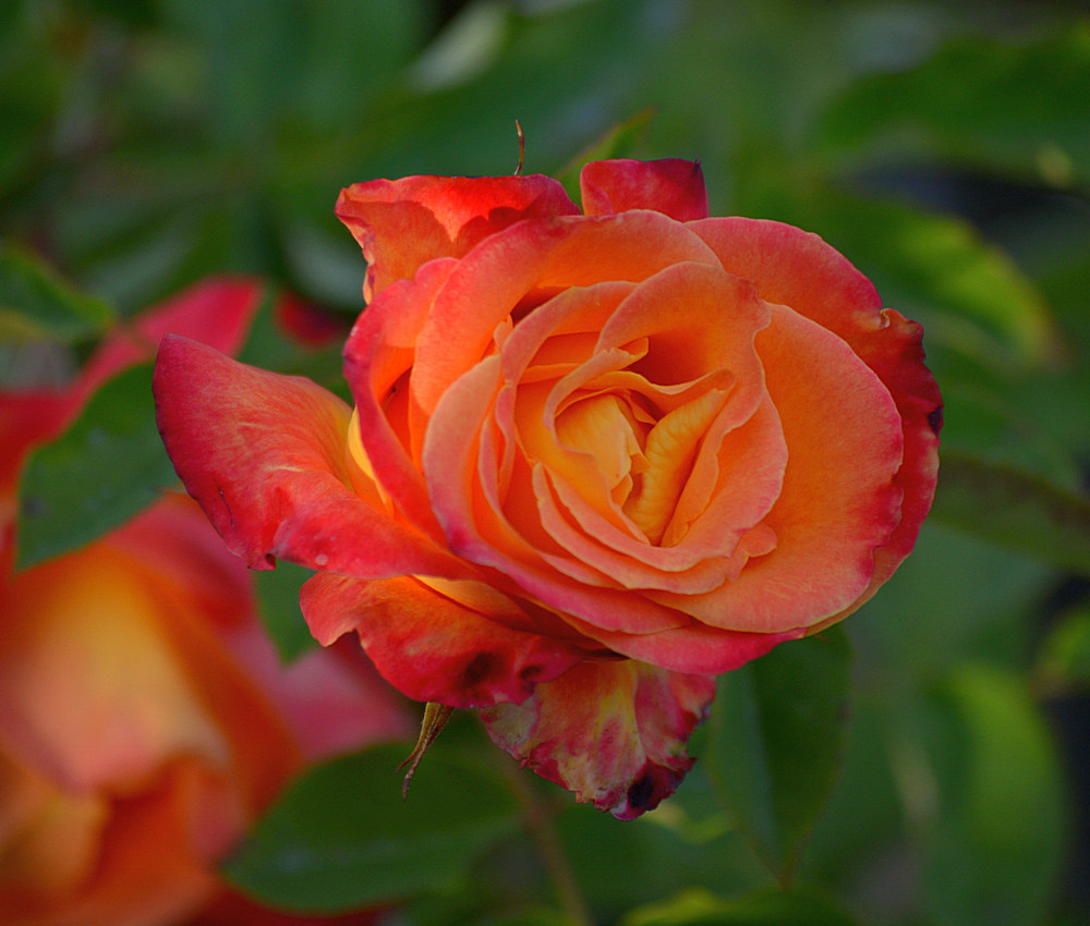 Rose2.jpg