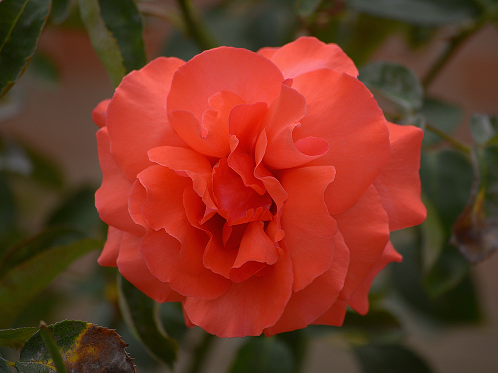 Rose2.jpg