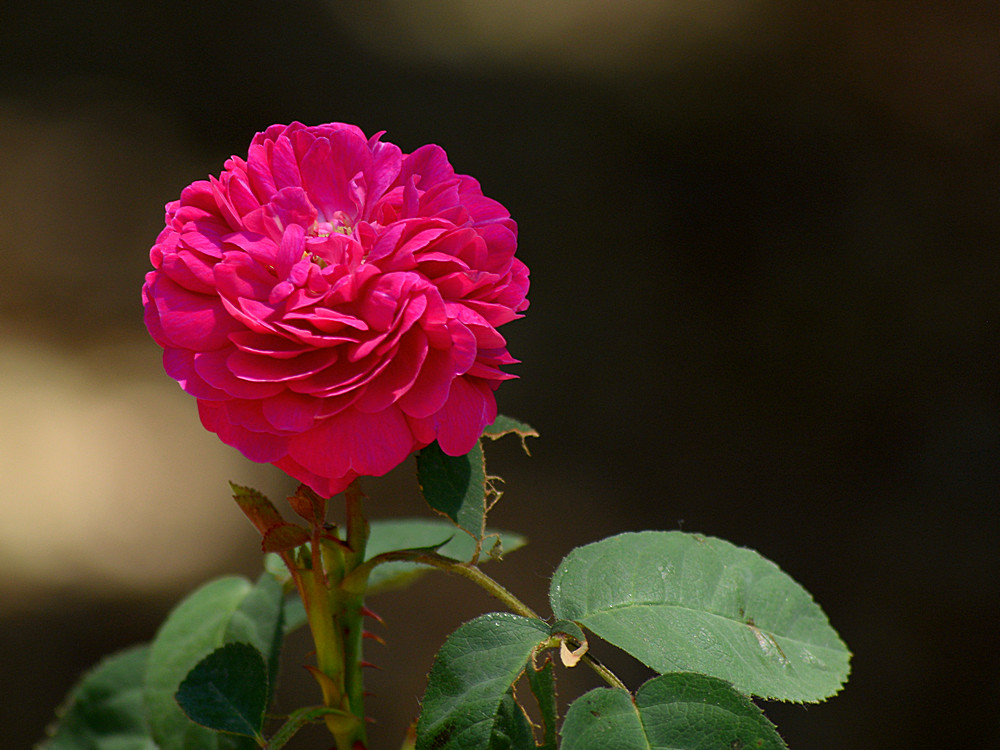 Rose2.jpg