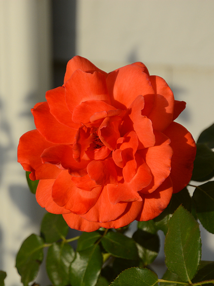 Rose2.jpg