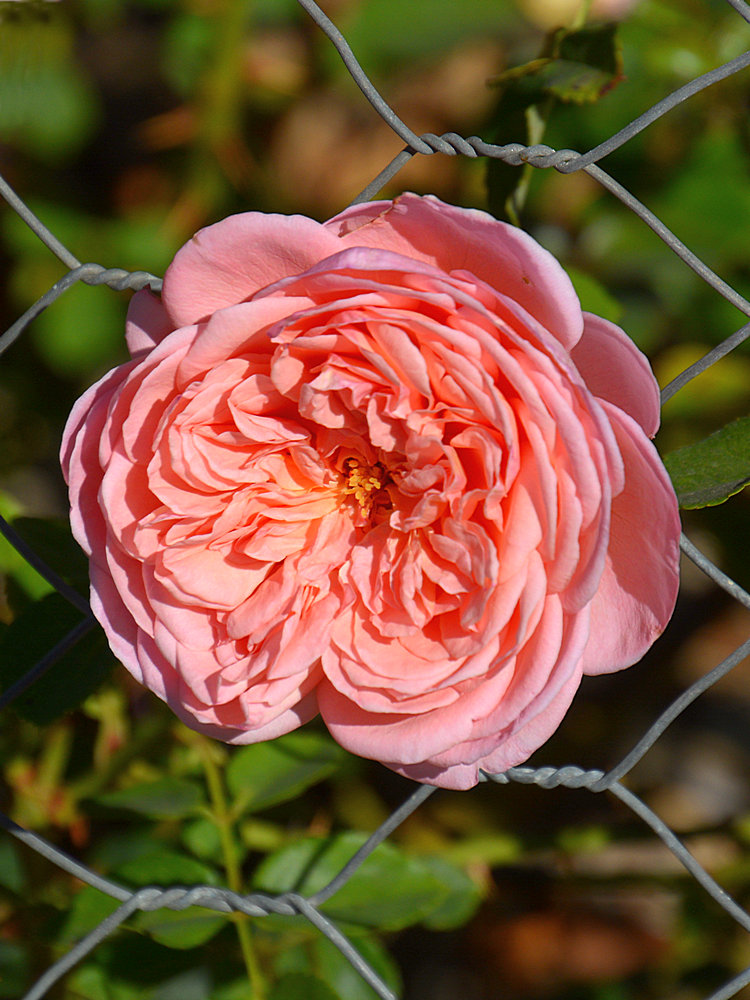Rose3.jpg