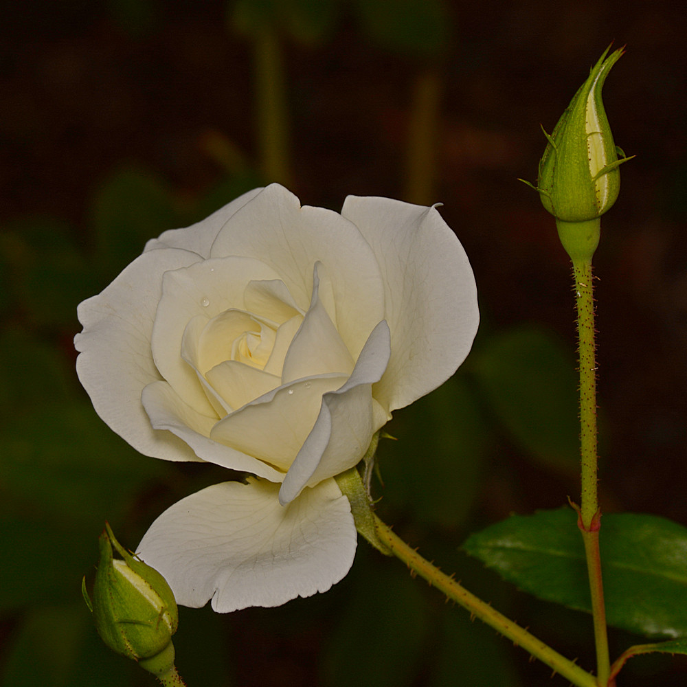 Rose3.jpg