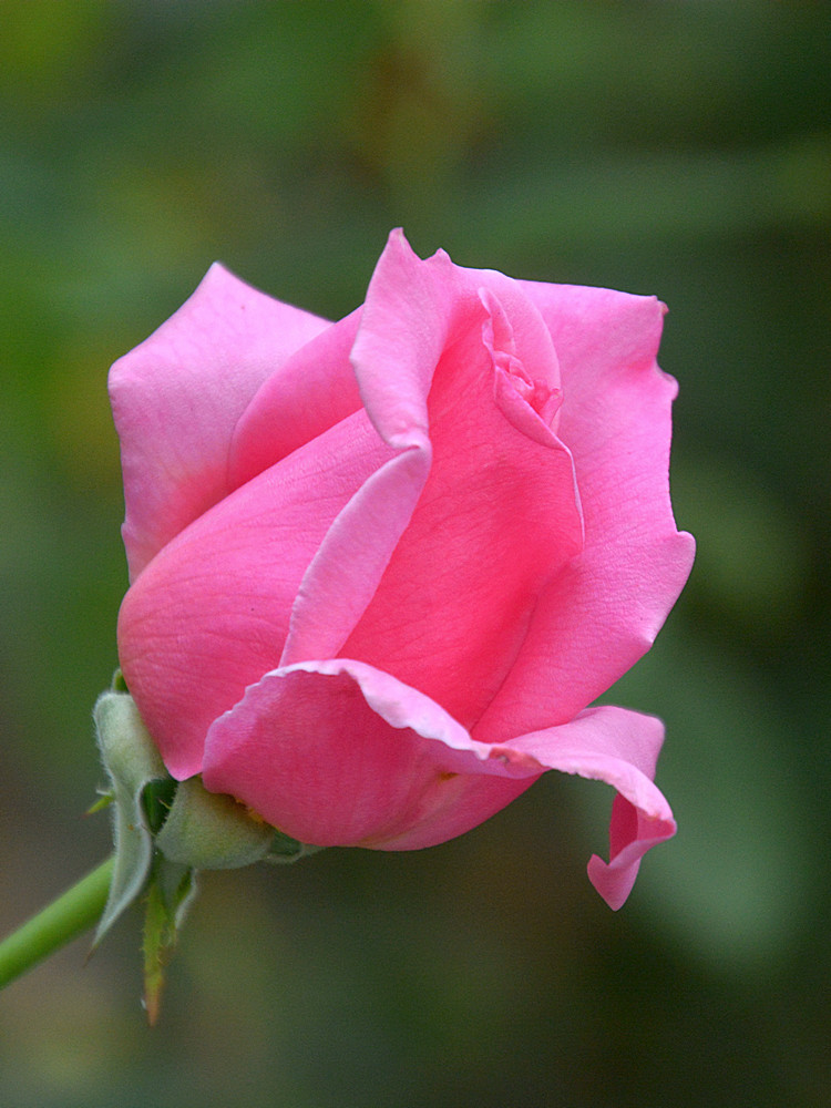Rose3.jpg
