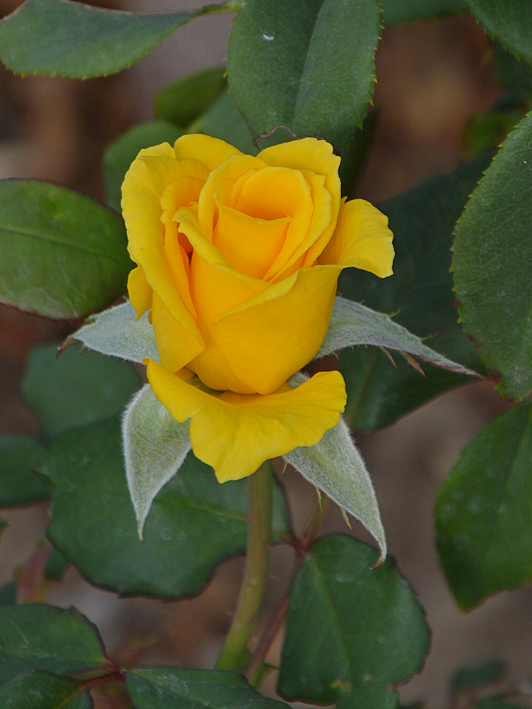 Rose3.jpg
