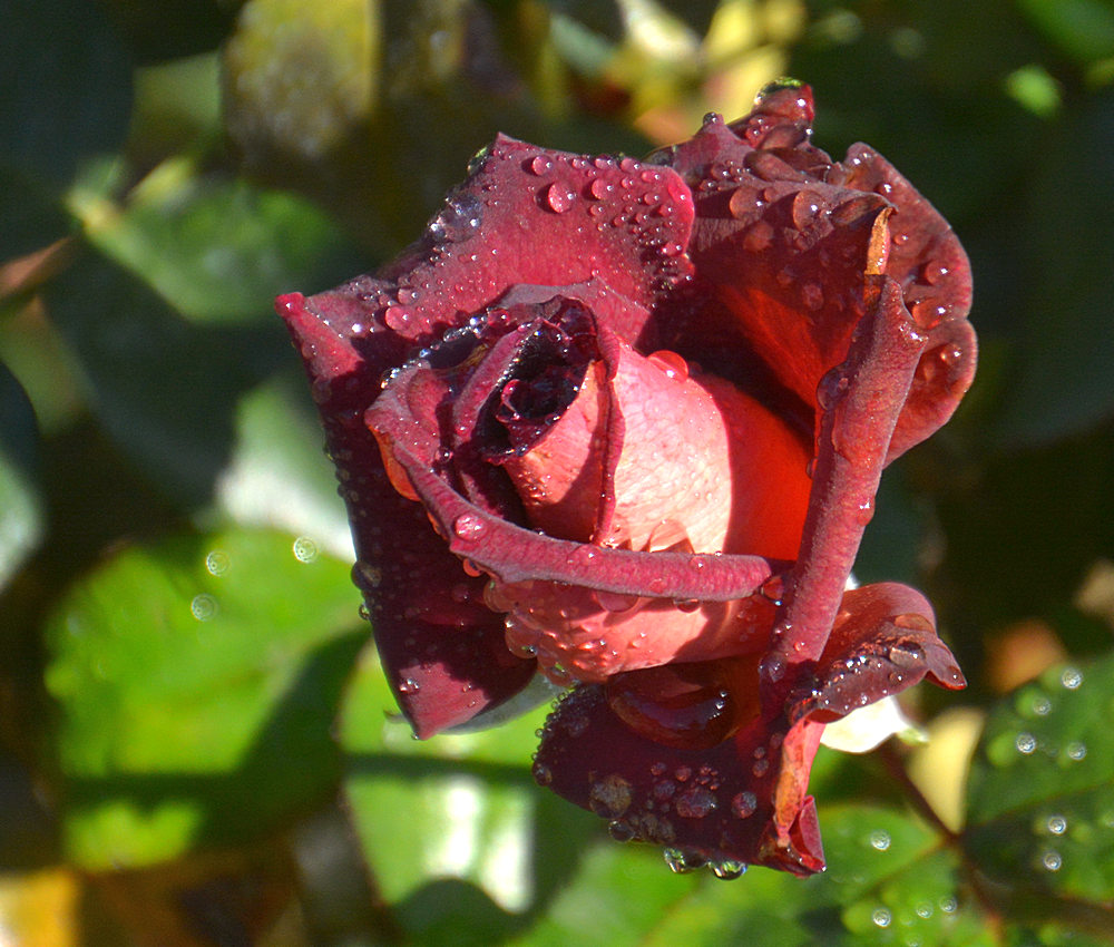 Rose3.jpg
