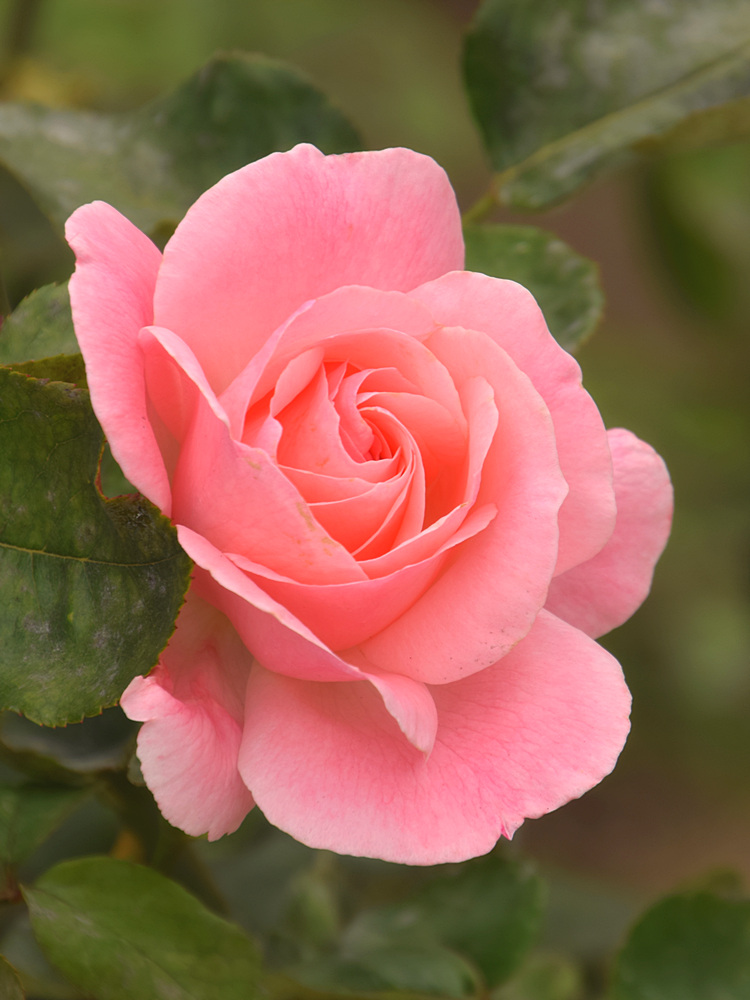Rose3.jpg