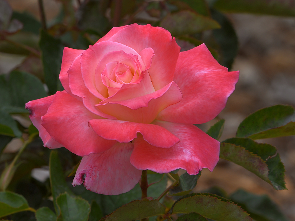 Rose3.jpg