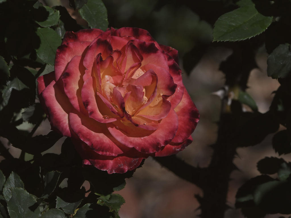 Rose3.jpg