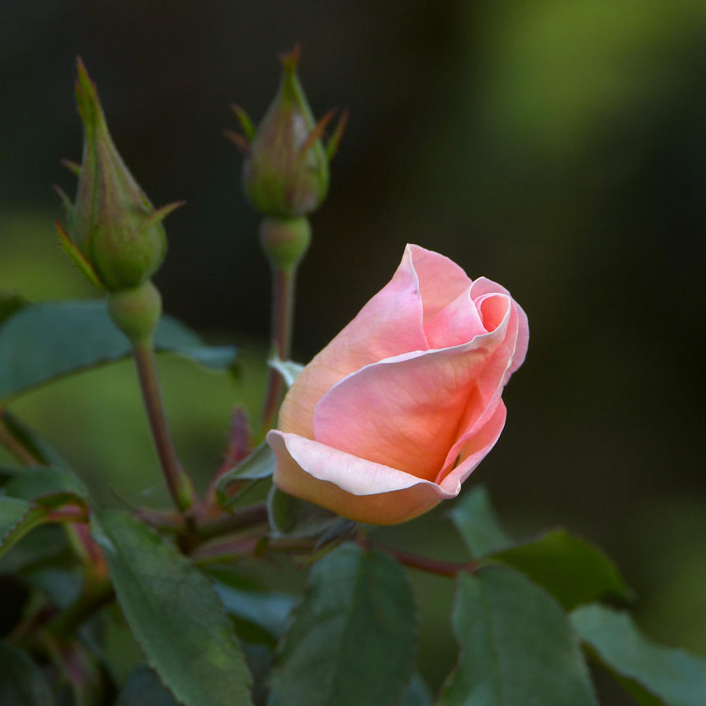 Rose3.jpg