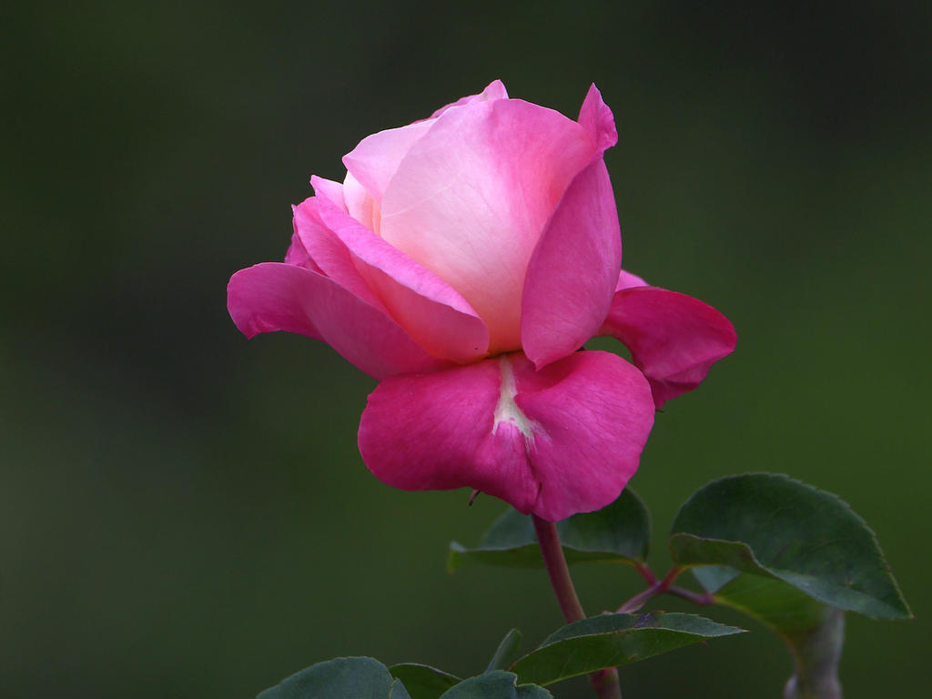 Rose3.jpg