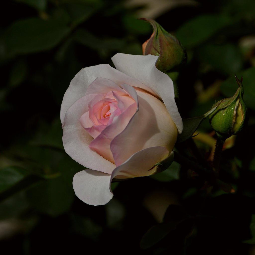 Rose3.jpg