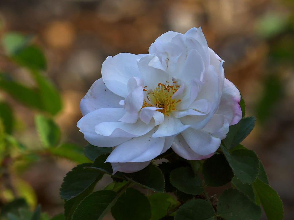 Rose3.jpg