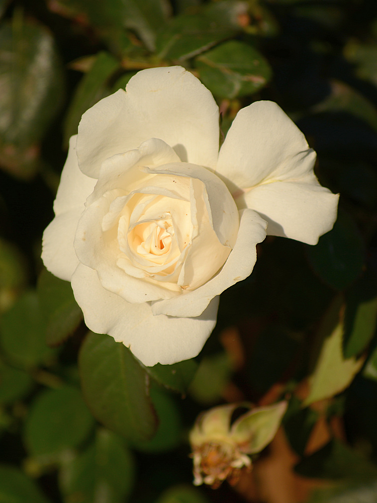 Rose3.jpg