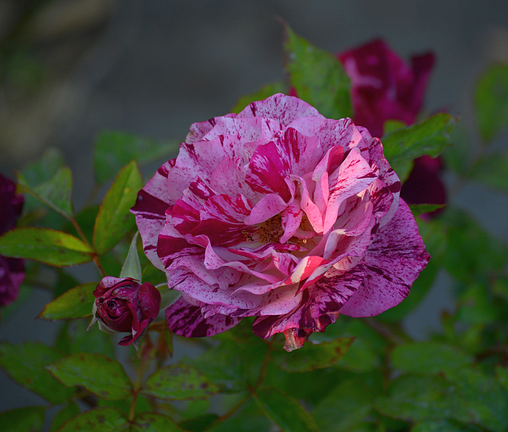 Rose3.jpg