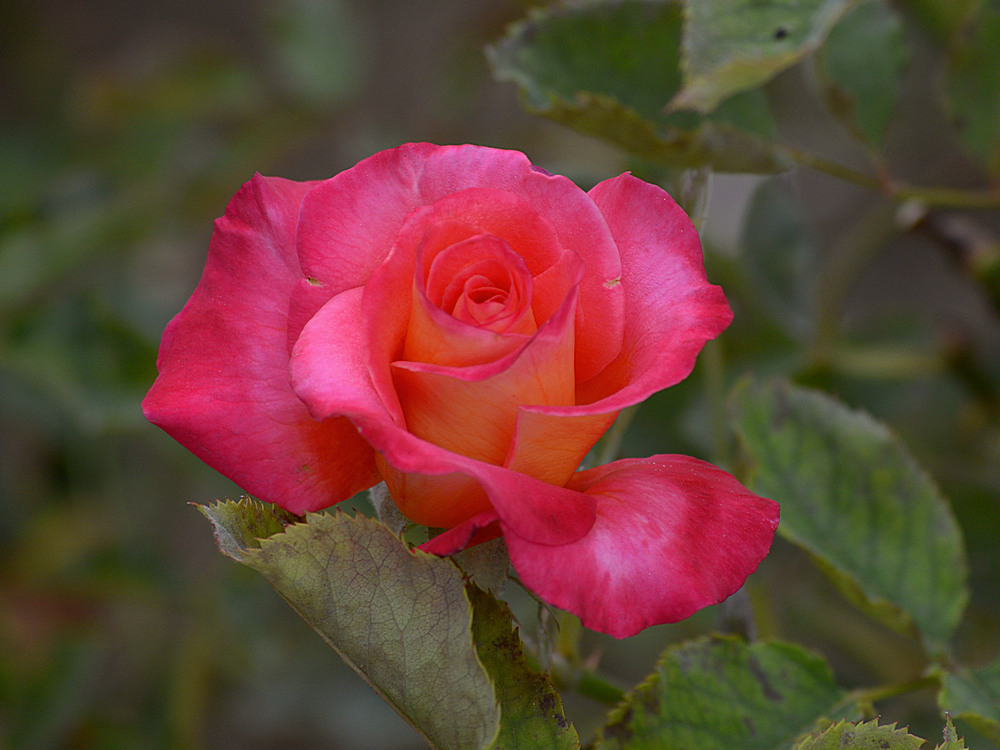 Rose3.jpg