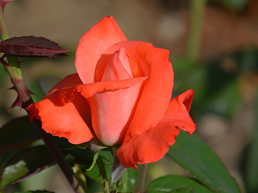 Rose4.jpg