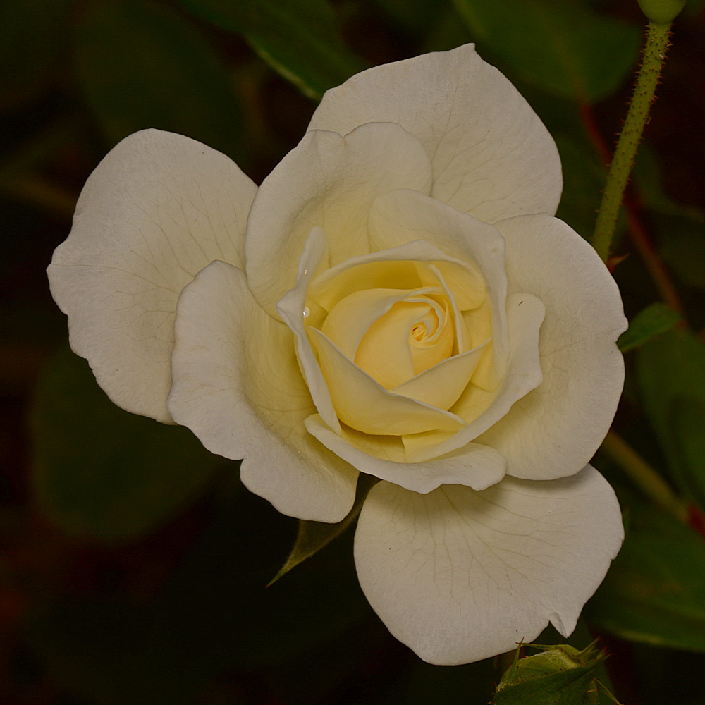 Rose4.jpg