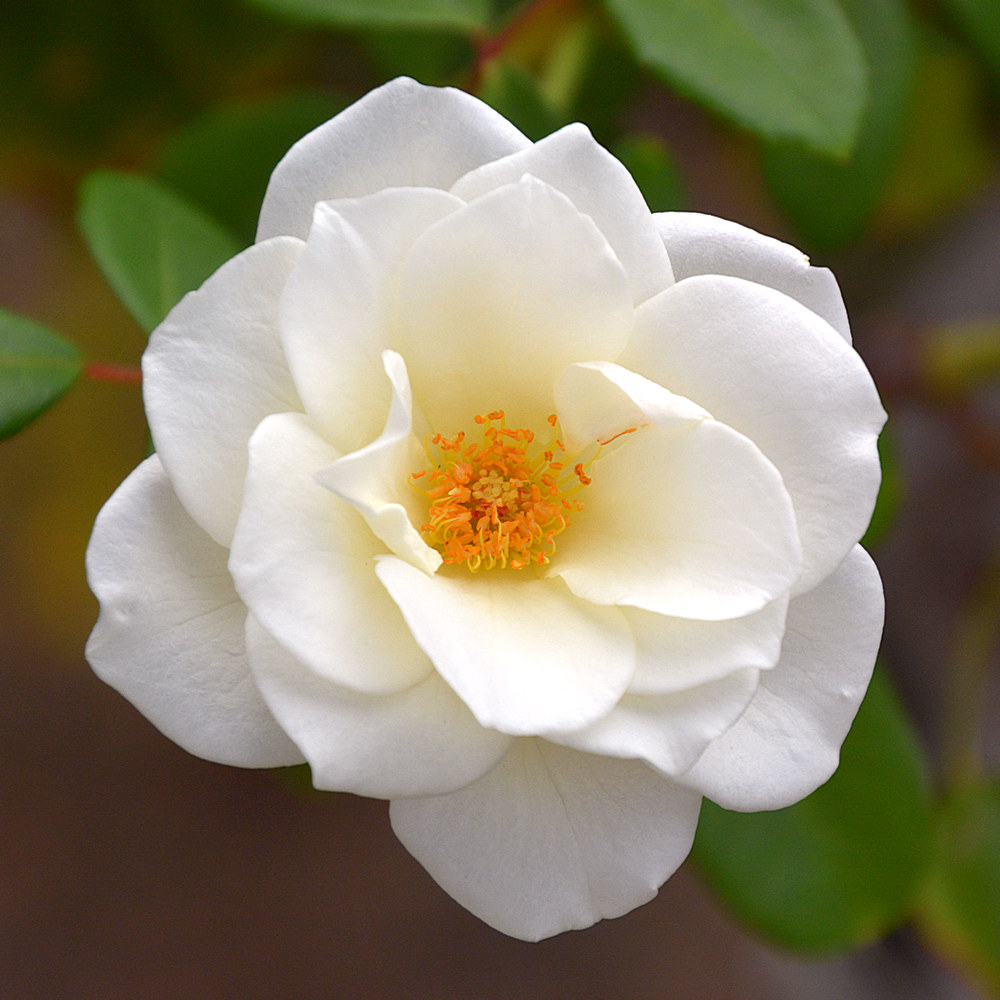 Rose4.jpg