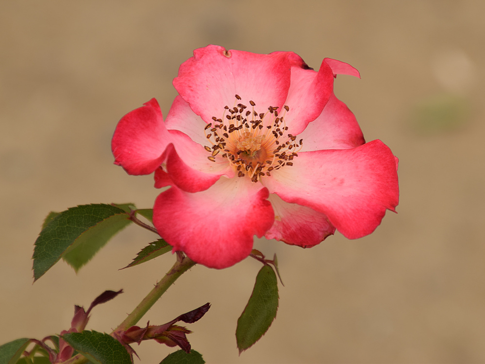 Rose4.jpg