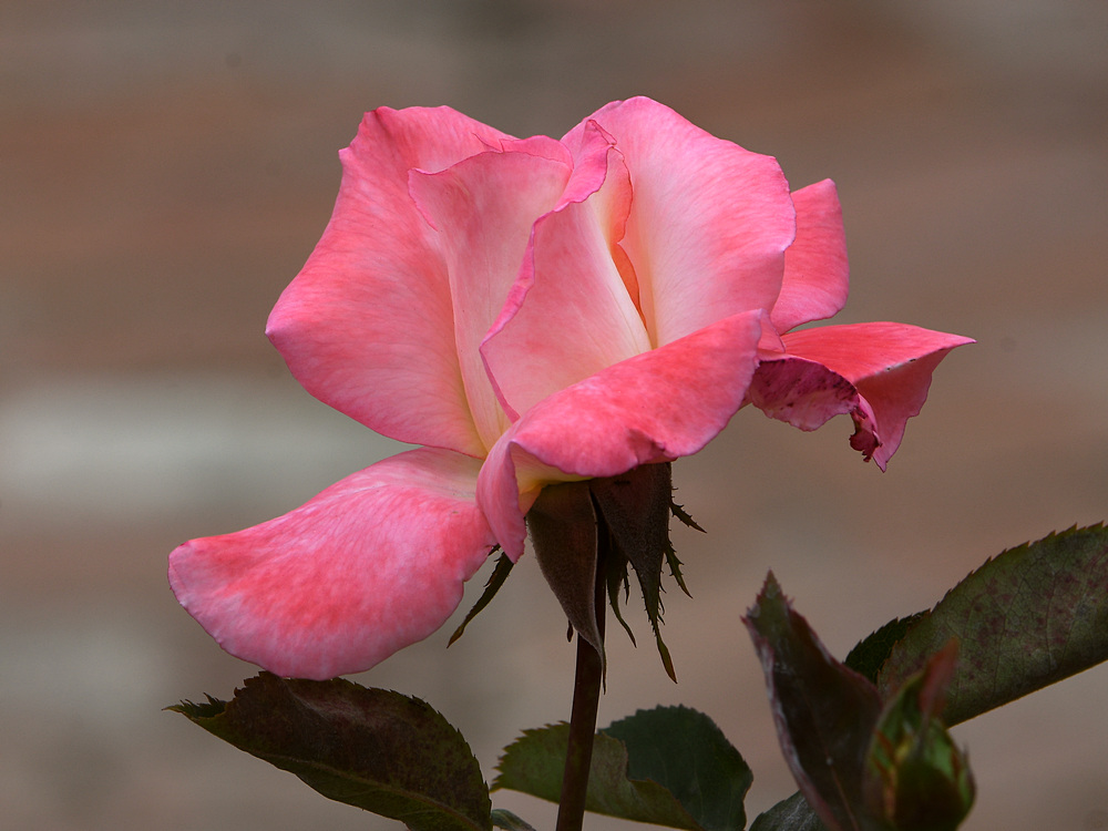 Rose4.jpg