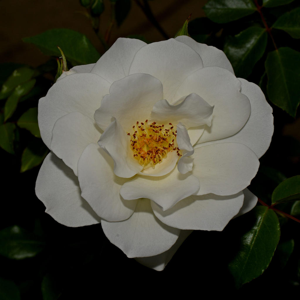 Rose4.jpg