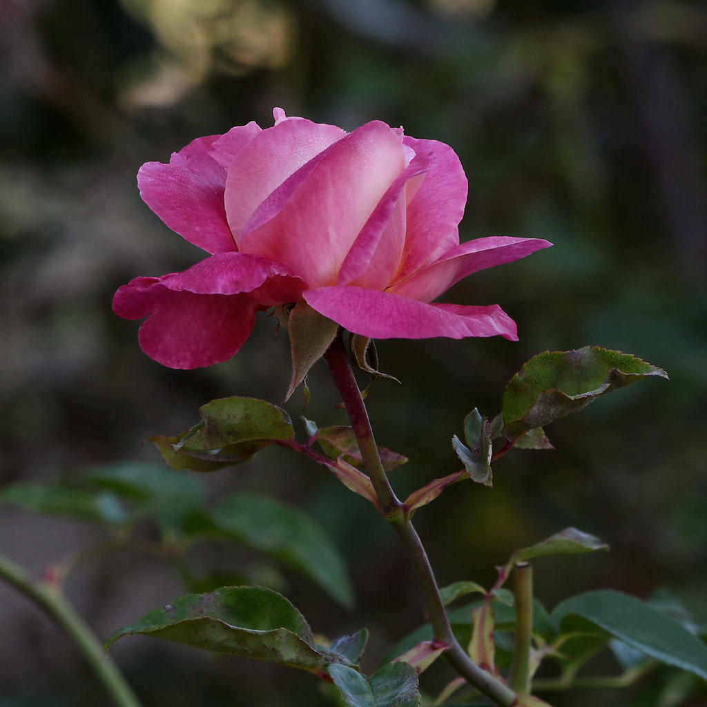 Rose4.jpg