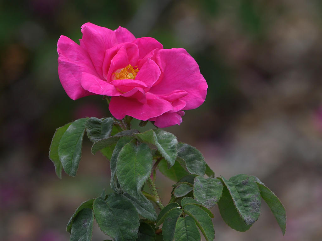 Rose4.jpg