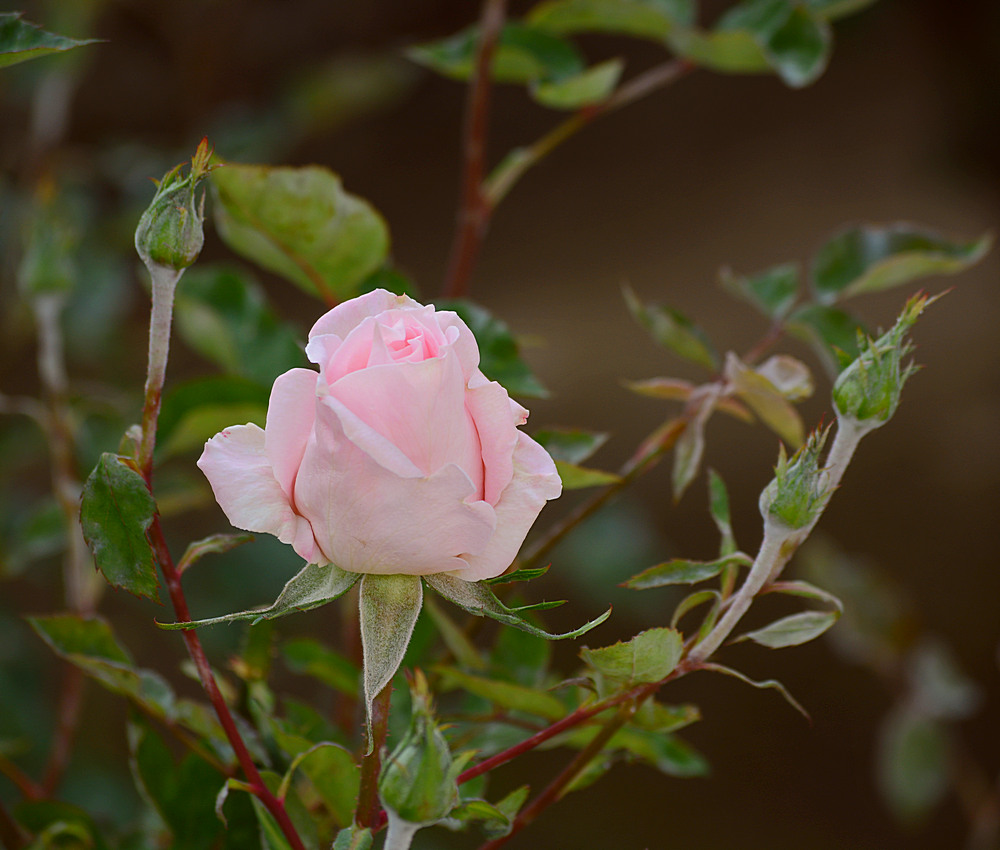 Rose4.jpg
