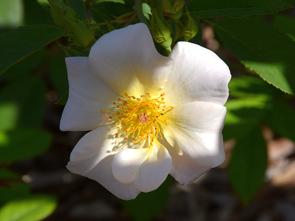 Rose5.jpg