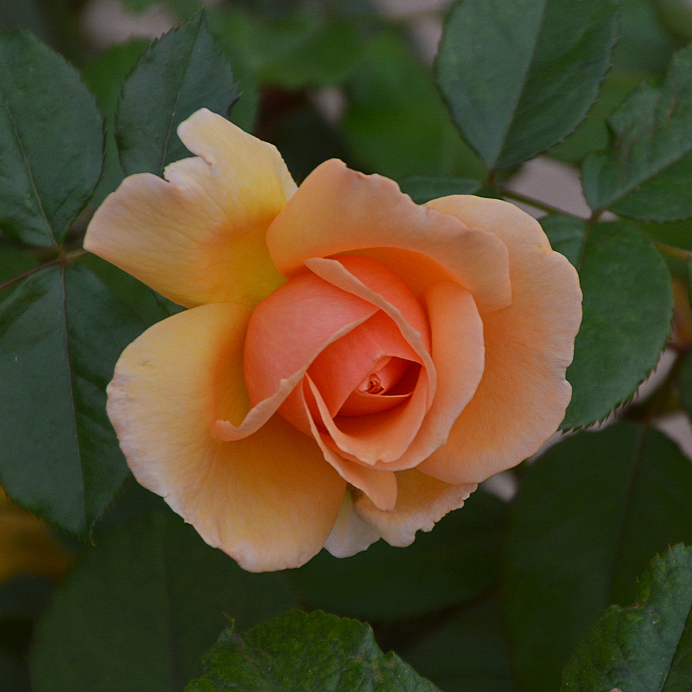 Rose5.jpg