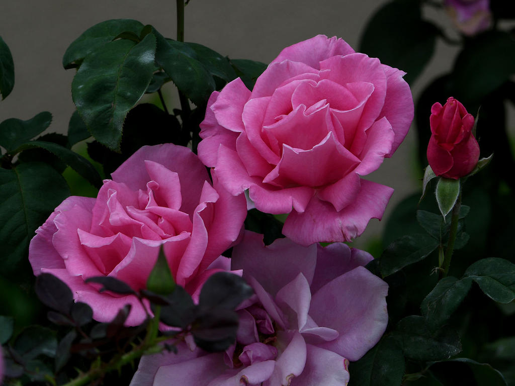 Rose5.jpg