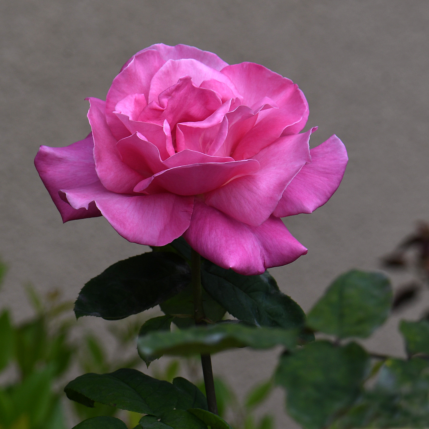 Rose5.jpg