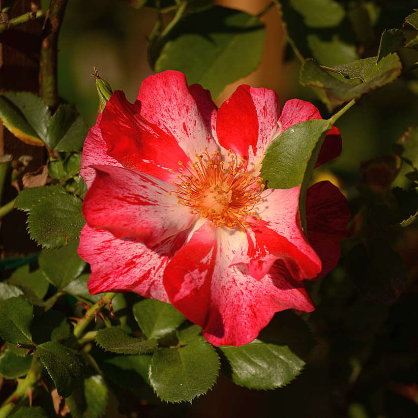 Rose5.jpg