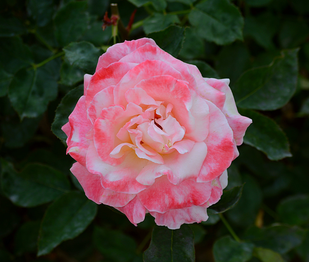 Rose5.jpg