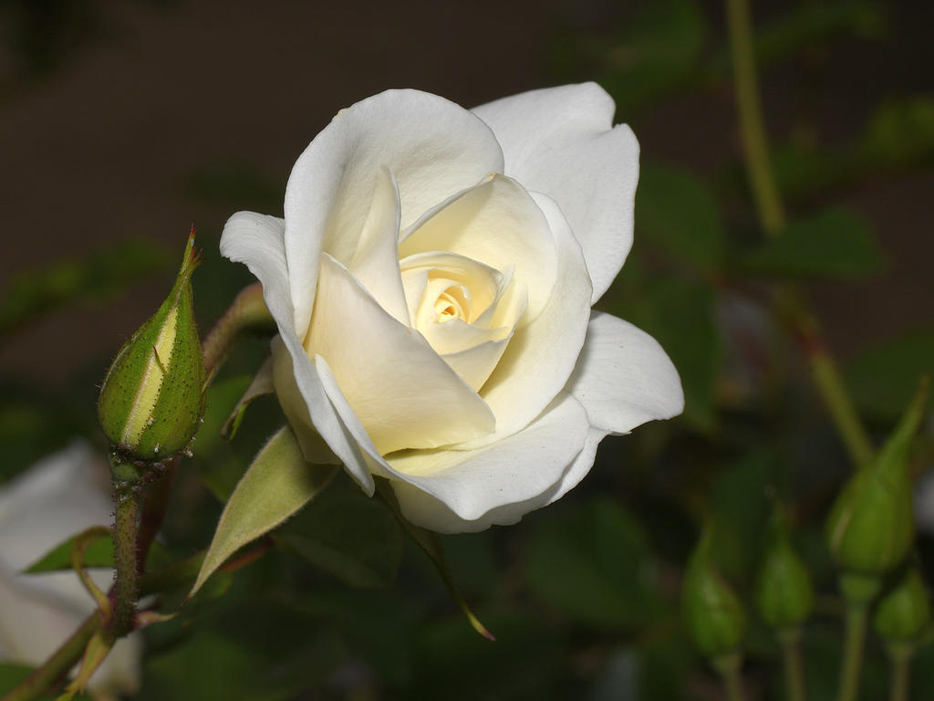 Rose6.jpg