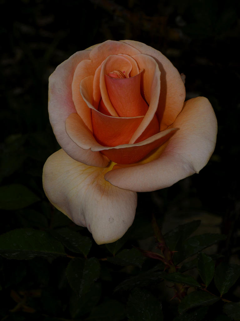 Rose9.jpg