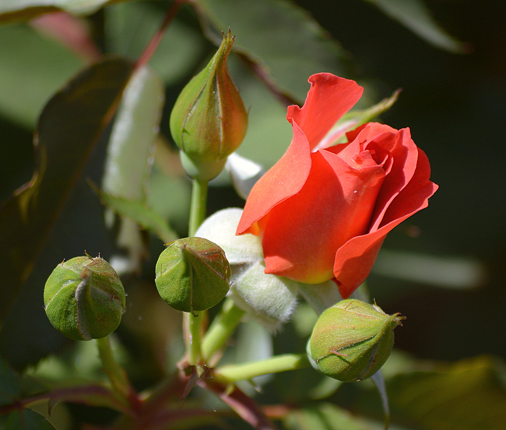 RoseBud.jpg