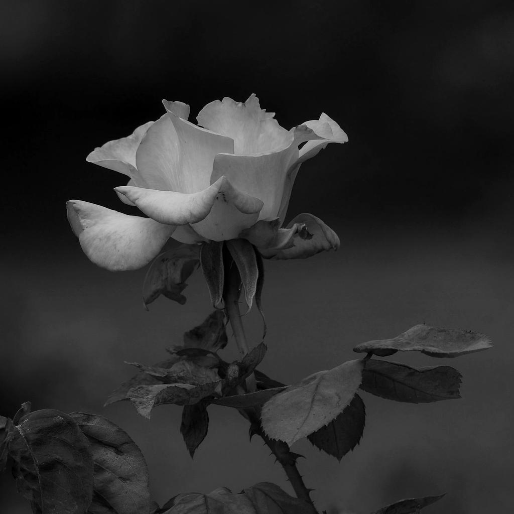 RoseBW.jpg