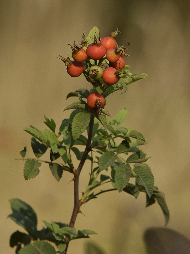 RoseHips.jpg