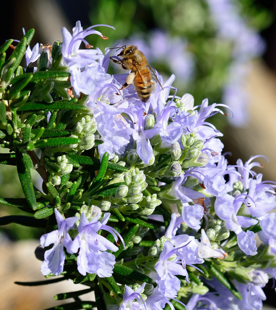 Honeybee on rosemary
