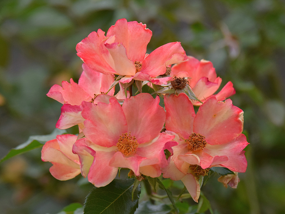 Roses.jpg