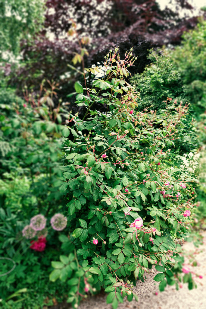 Roses.jpg