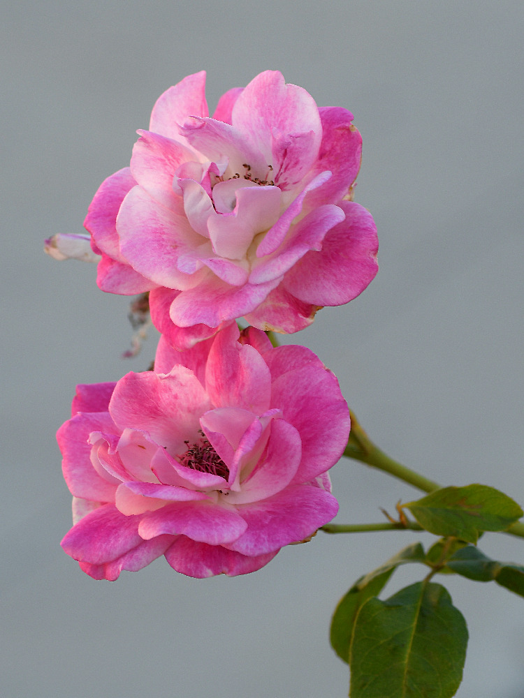 Roses.jpg