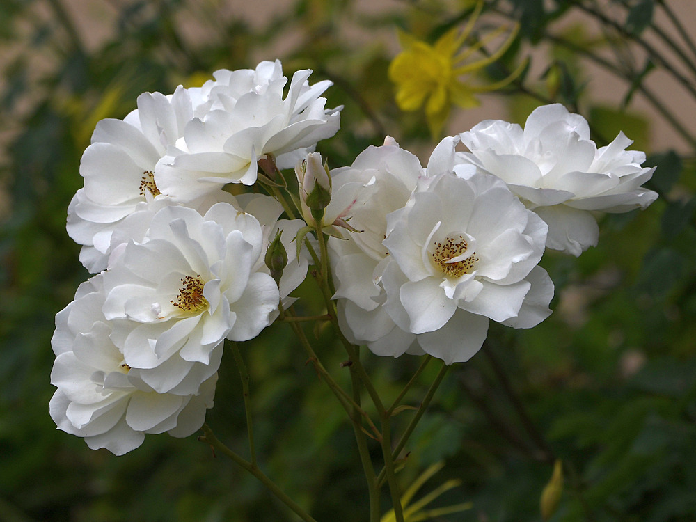 Roses.jpg