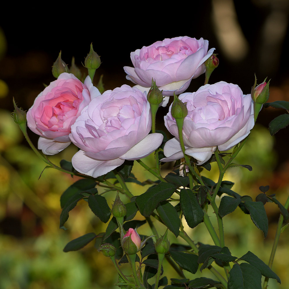 Roses.jpg