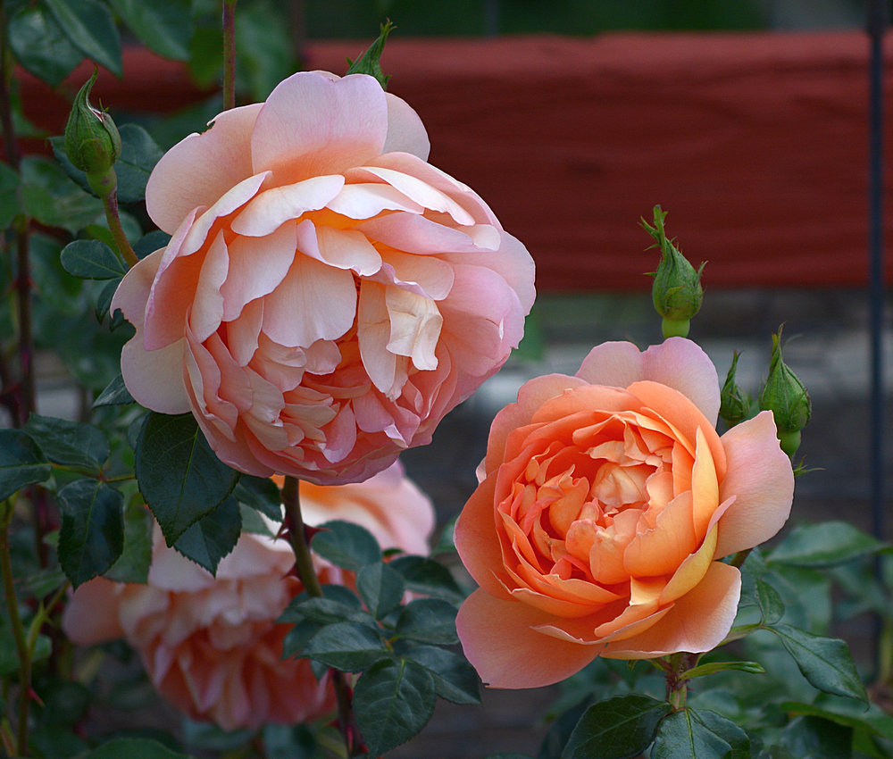 Roses.jpg