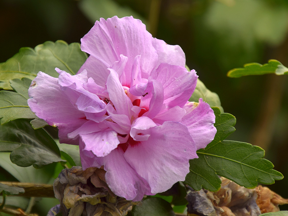 RoseSharon.jpg