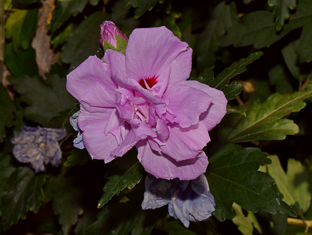 RoseSharon.jpg