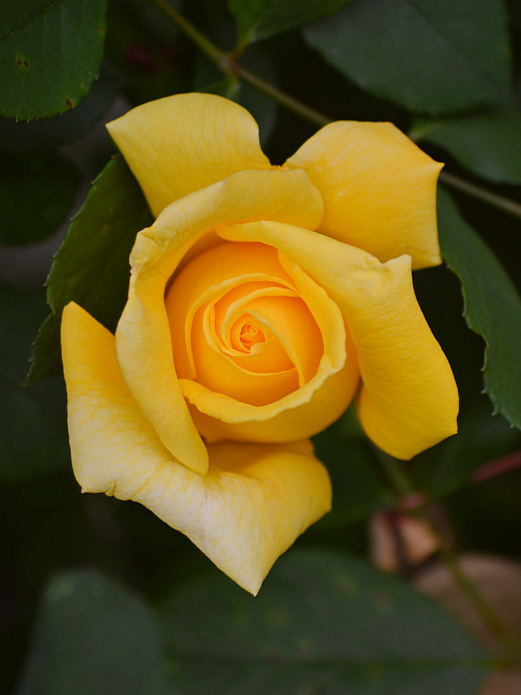 RoseYellow.jpg