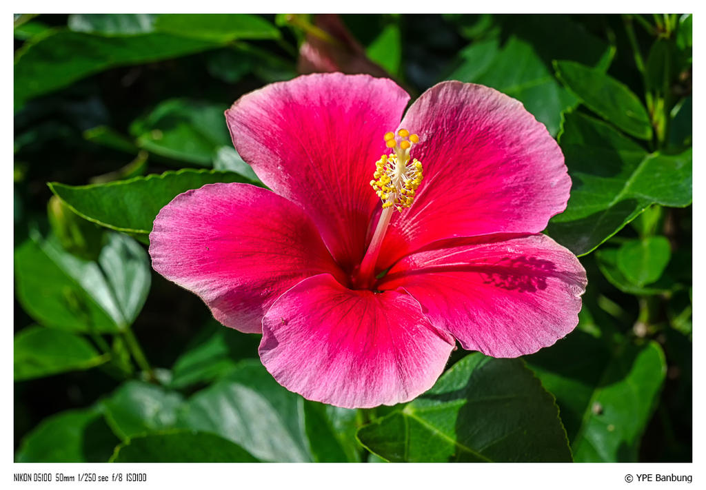 roteblume-1-FrameShop.jpg
